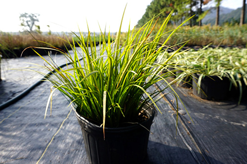 彩运网(中国游)官方网站