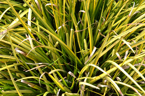 彩运网(中国游)官方网站