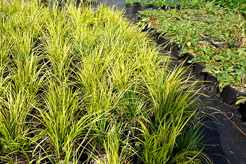 彩运网(中国游)官方网站