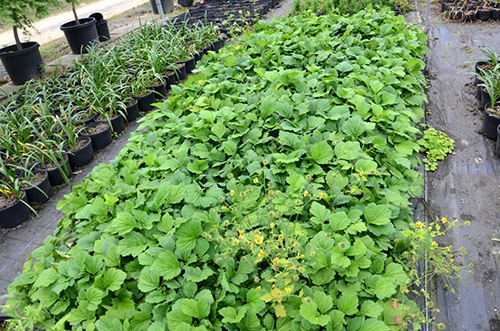 彩运网(中国游)官方网站