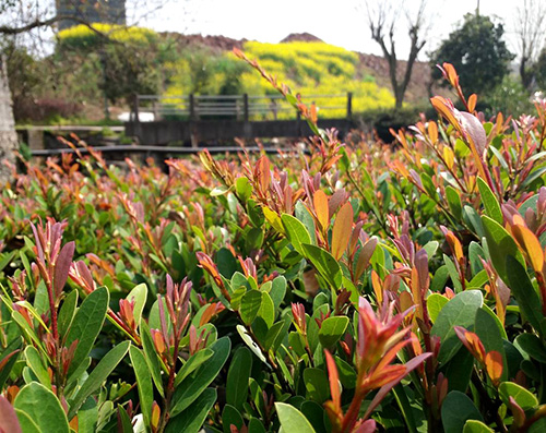 彩运网(中国游)官方网站