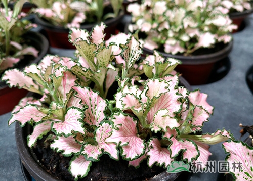 彩运网(中国游)官方网站