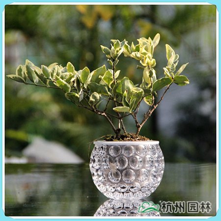 彩运网(中国游)官方网站