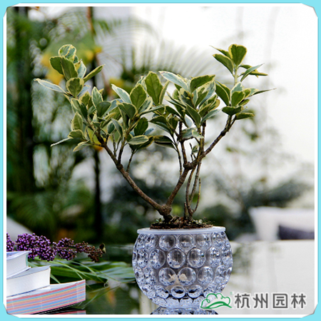 彩运网(中国游)官方网站