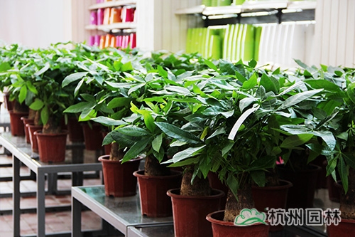 彩运网(中国游)官方网站