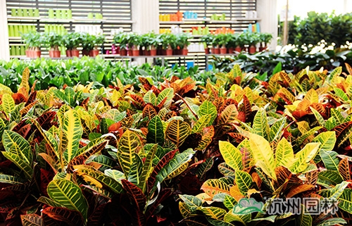 彩运网(中国游)官方网站