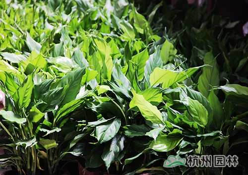 彩运网(中国游)官方网站