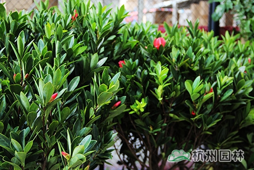 彩运网(中国游)官方网站