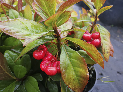 彩运网(中国游)官方网站