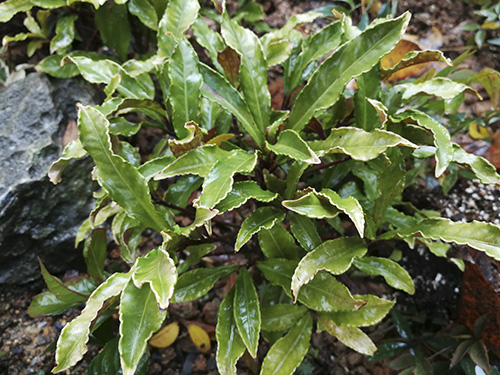 彩运网(中国游)官方网站