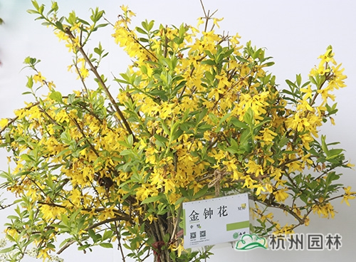 彩运网(中国游)官方网站