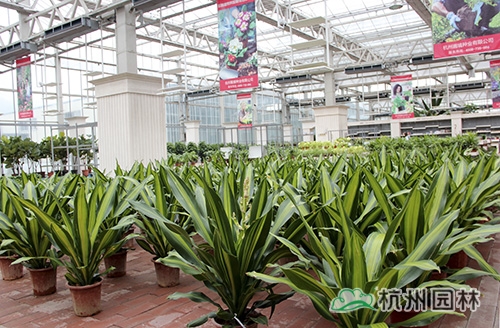 彩运网(中国游)官方网站